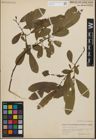 Foto von Salix humilis Marshall